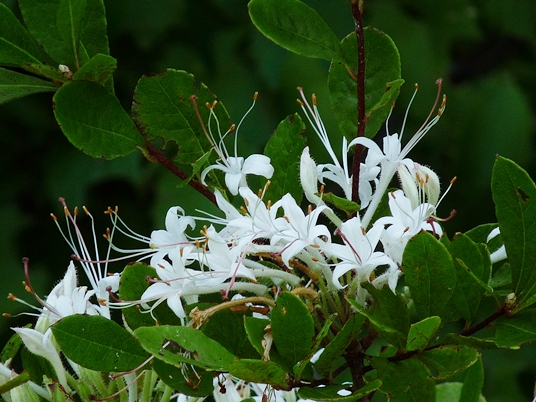 {Rhododendron viscosum var. serrulatum}